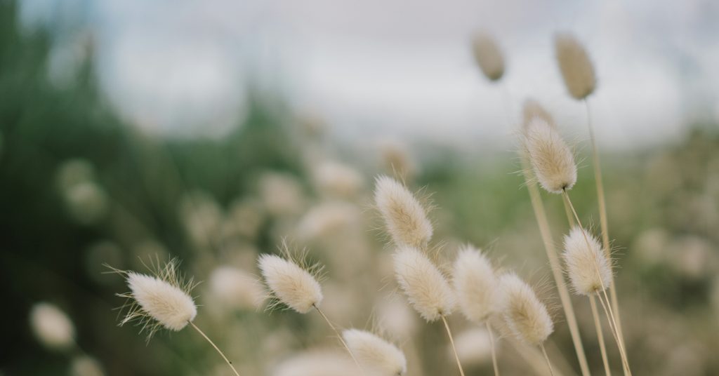 Suunnittele verkossa -palvelusivun kuvituskuva Haukiputaan Hautaustoimiston nettisivuilla.